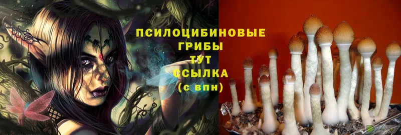 Псилоцибиновые грибы Psilocybe  mega зеркало  Бутурлиновка 